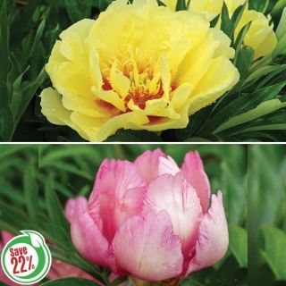 Exotic Peony Collection 2 Thumbnail